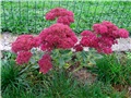 Sedum